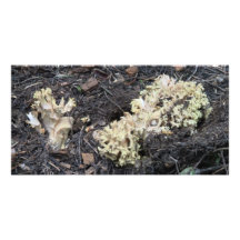 Hells Canyon Idaho Flora Fungi Lichen Mosses Photo Card Template
