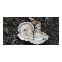 Hells Canyon Idaho Flora Fungi Lichen Mosses Photo Card