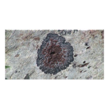 Hells Canyon Idaho Flora Fungi Lichen Mosses Custom Photo Card