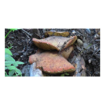 Hells Canyon Idaho Flora Fungi Lichen Mosses Photo Greeting Card