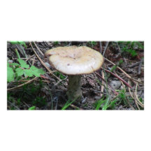 Hells Canyon Idaho Flora Fungi Lichen Mosses Photo Card