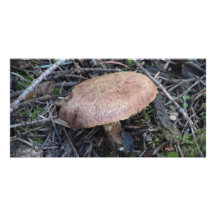 Hells Canyon Idaho Flora Fungi Lichen Mosses Photo Cards
