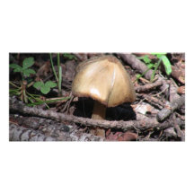 Hells Canyon Idaho Flora Fungi Lichen Mosses Photo Greeting Card