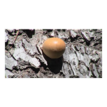 Hells Canyon Idaho Flora Fungi Lichen Mosses Customized Photo Card