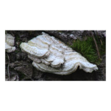 Hells Canyon Idaho Flora Fungi Lichen Mosses Photo Cards