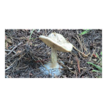 Hells Canyon Idaho Flora Fungi Lichen Mosses Photo Card