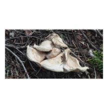 Hells Canyon Idaho Flora Fungi Lichen Mosses Custom Photo Card