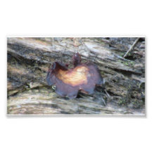 Hells Canyon Idaho Flora Fungi Lichen Mosses Photo Art