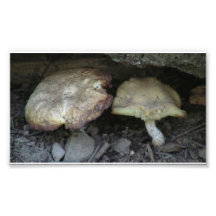 Hells Canyon Idaho Flora Fungi Lichen Mosses Photographic Print