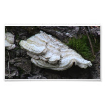 Hells Canyon Idaho Flora Fungi Lichen Mosses Photo Print