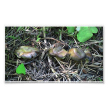Hells Canyon Idaho Flora Fungi Lichen Mosses Photograph