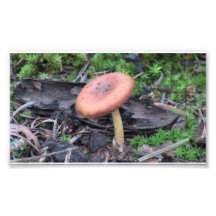 Hells Canyon Idaho Flora Fungi Lichen Mosses Art Photo