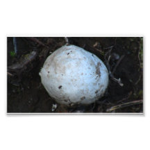 Hells Canyon Idaho Flora Fungi Lichen Mosses Photographic Print