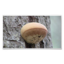 Hells Canyon Idaho Flora Fungi Lichen Mosses Art Photo