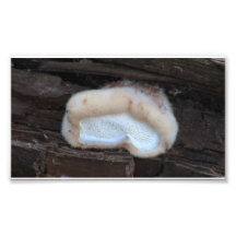 Hells Canyon Idaho Flora Fungi Lichen Mosses Art Photo