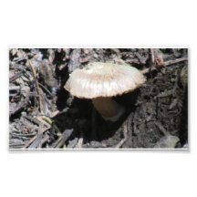 Hells Canyon Idaho Flora Fungi Lichen Mosses Photograph