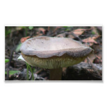 Hells Canyon Idaho Flora Fungi Lichen Mosses Photographic Print