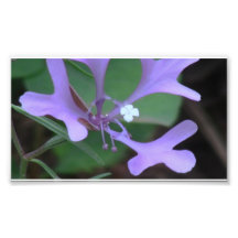 Hells Canyon Idaho Flora Wildflowers Flowers Photo