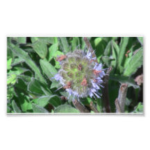 Hells Canyon Idaho Flora Wildflowers Flowers Photo