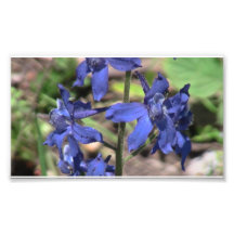 Hells Canyon Idaho Flora Wildflowers Flowers Photo Art