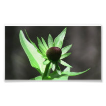 Hells Canyon Idaho Flora Wildflowers Flowers Photographic Print