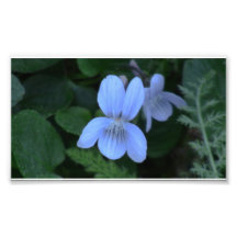 Hells Canyon Idaho Flora Wildflowers Flowers Art Photo