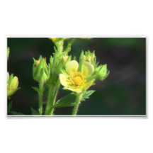 Hells Canyon Idaho Flora Wildflowers Flowers Photographic Print