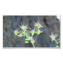 Hells Canyon Idaho Flora Wildflowers Flowers Photo Print