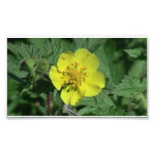 Hells Canyon Idaho Flora Wildflowers Flowers Photographic Print