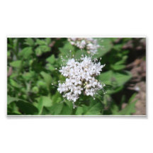 Hells Canyon Idaho Flora Wildflowers Flowers Art Photo
