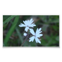 Hells Canyon Idaho Flora Wildflowers Flowers Photo Print