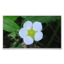 Hells Canyon Idaho Flora Wildflowers Flowers Photo Print