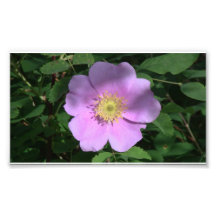 Hells Canyon Idaho Flora Wildflowers Flowers Photograph