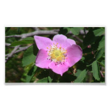 Hells Canyon Idaho Flora Wildflowers Flowers Photo Print