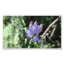 Hells Canyon Idaho Flora Wildflowers Flowers Photograph