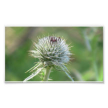 Hells Canyon Idaho Flora Wildflowers Flowers Photograph