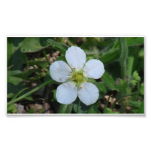 Hells Canyon Idaho Flora Wildflowers Flowers Art Photo