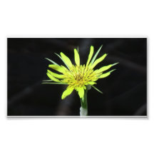 Hells Canyon Idaho Flora Wildflowers Flowers Art Photo