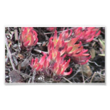 Hells Canyon Idaho Flora Wildflowers Flowers Photo Print