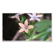 Hells Canyon Idaho Flora Wildflowers Flowers Photograph