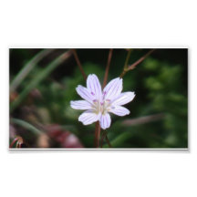 Hells Canyon Idaho Flora Wildflowers Flowers Photo Art