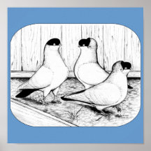 Helmet Pigeon Trio Posters
