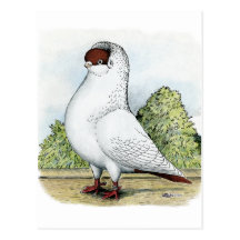 Helmet:  Red Pigeon Postcards
