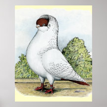 Helmet:  Red Pigeon Poster