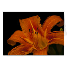 Hémérocalle orange cartes