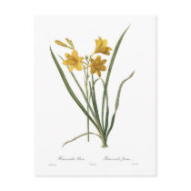 Hemerocallis flava post card