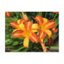 Hemerocallis fulva postcards