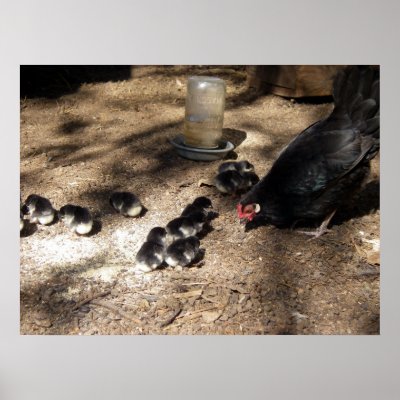 Cute Baby Wall Posters on Mother Hen And Cute Baby Chicks Poster  Photo By  Wanda Mascari