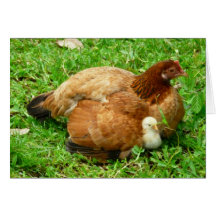 Hen and Chick Greeting Card