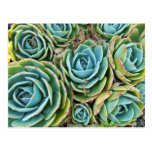 Hen and Chicks Post Cards